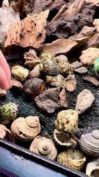 Arrivage Bernard-l’Hermite terrestres + Tutoriel terrarium complet !