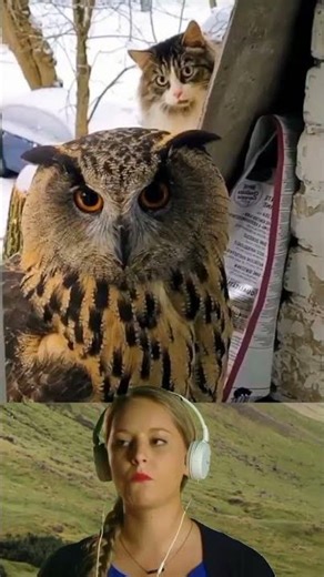 A soft and adorable snowy owl_3