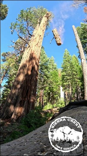 Precision Tree Felling Near Lake Tahoe Cabins