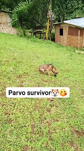 50K views · 1.9K reactions | Parvo survivor #highlightseveryonefollowers #viralreels #followerseveryonehighlights #PetLovers | jewel princess pet lover | Facebook