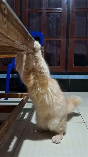 clearly recognize her flirtatious tail, and cute face😻🫠🤗 #cat #cute #pets #kitten #funny #animals