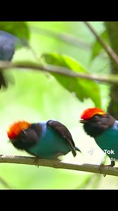 2.5M views · 78K reactions | The mating rituals in the bird world are pretty tough. I need to find their choreographer. What do you think? #RoostersWorldja | Roosters World | Facebook