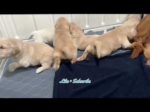 Meet Our Autumn Gold Litter: Miniature Golden Retriever Puppies! 🐾🍂