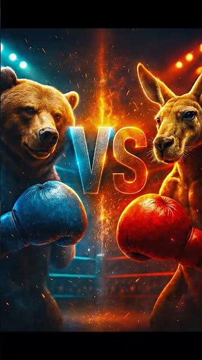 Animal Boxing Match 🥊| Bear vs Kangaroo