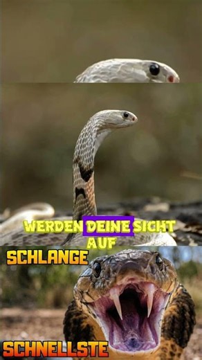 Die Schlange, die zuschlägt, bevor du reagieren kannst | Unglaubliche Fakten über die Schlangen