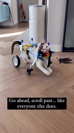 Go ahead, scroll past… like everyone else does.🥺 DONATION LINK IS IN BIO OR BELOW ⬇️ https://www.paypal.com/donate?hosted_button_id=4UVMEDABZZ5GW | Forever paws Rescue