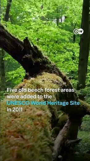 Germany was basically a beech jungle — here’s one you can still explore