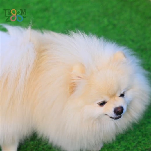 24K views · 169 reactions | One Colored Dog House Challenge! Pink vs Black vs Purple | Troom Troom | Facebook