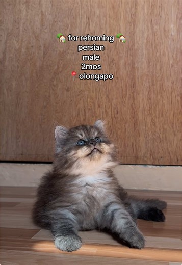 Adopt a Male Persian Kitten in Olongapo