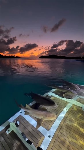 Wonderful Places on Instagram: "📹 @cdkellyphoto 🙌🏼💫 Sharking lot in Exuma - The Bahamas 🇧🇸 Tag your friends 😃😃 . #wonderful_places #exuma #bahamas #travel #explore"