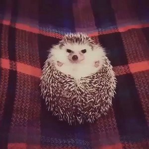 It's dinner time for this little buddy too! What are you having tonight? | Little Bud Food