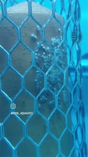 New Batch Unlocked. Ft. Turquoise Discus. 🧿🤎. ##turqoisediscus #discus #discusfish #discusbreeder