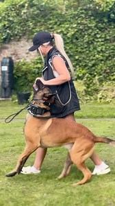 210K views · 7.2K reactions | PDC protection practice last week for Blitzy boy  #workingdogs #protectiondogs #bitework #psa #dutchherder | Marley & Me Dog Training | Facebook