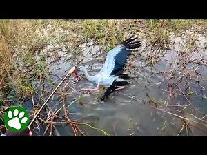 Bird Stuck in a Swamp Gets Help From Kind Fisherman ❤️ 👏🏼
