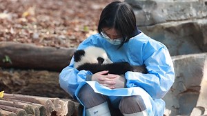 338K views · 3.1K reactions | Panda keeper is my dream job~~ #pandalife #panda #china #sichuan #cute #love #cutie #pandalovers #bestjobever | Miss Panda | Facebook
