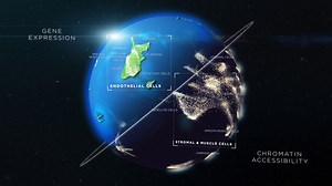 New human cell atlases track how tissues develop, providing a road map for research