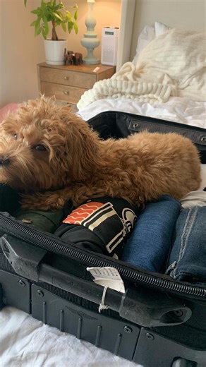 Chloe 🐾 The Mini Goldendoodle on Instagram: "Maybe if I put myself in the suitcase they will take me with 🤭🐾 . . #goldendoodle #goldendoodlesofinstagram #doodles #puppy #puppiesofinstagram #doglover #dogsofinstagram #poodlemix"