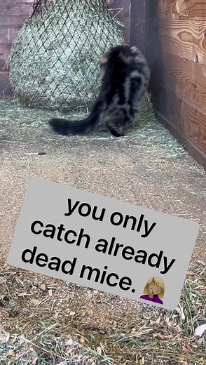 9.4K views · 473 reactions | Barn cat versus already deceased mouse. 臘‍♀️ | Double Z Farm | Facebook