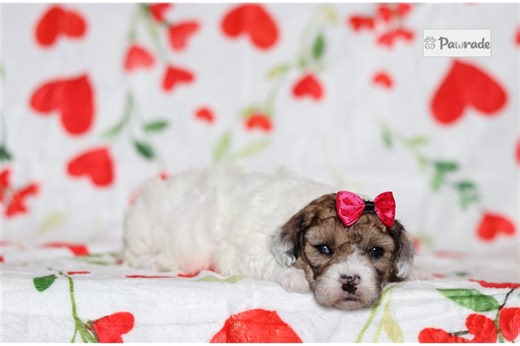 Blip - Bich-Poo Puppy 4B69A9