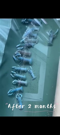 🦐 From Tiny Swimmers to Mini Crayfish! 🐾 Ever seen a crayfish grow up? Let's watch the journey from just-hatched larvae ➡️ feeding ➡️ 2-month crayfish. ✨ These little guys start off microscopic, floating like specs in the water. #CrayfishLife #AquariumJourney #BabyCrayfish #AquaticWorld #CrayfishRaising #BeforeAndAfter #AquariumHobby