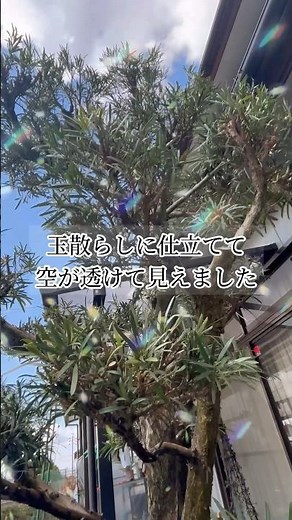 【美しさを引き立てる様に】槙の木を剪定してみたら #マキの剪定 #庭師のVlog #一級造園技能士