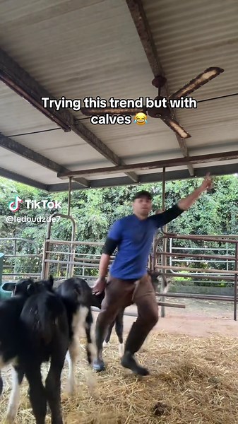 Calves Learning to Shuffle: A Farm Life Adventure