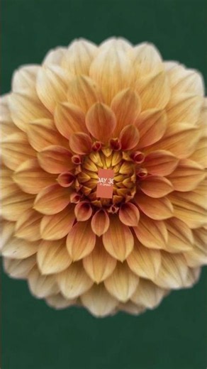 Flowers bloom with MCP. #Shorts