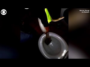 Man bitten by neighbor’s escaped python while sitting on toilet