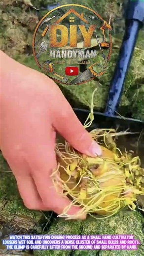 Digging Up a Hidden Cluster of Bulbs With a Hand Cultivator! 🌱 | Satisfying Harvest