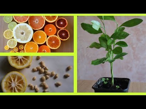 COMMENT FAIRE GERMER DES PÉPINS D'AGRUMES 🍋 citron orange mandarine clémentine pamplemousse pomelo