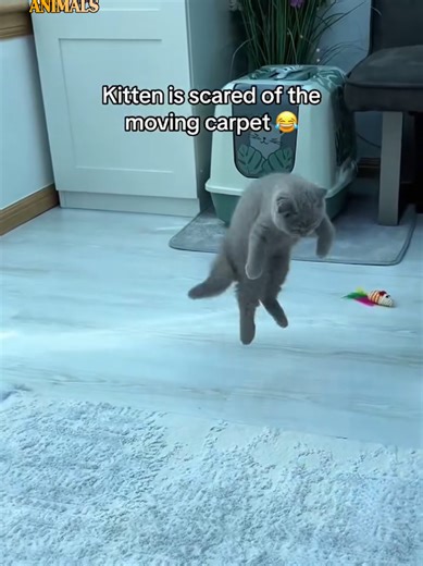 kucing lucu #fyp #viral #trending #kucing #cat