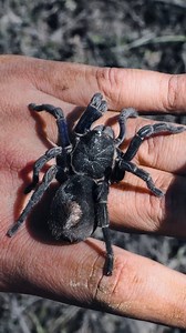 the FIRST TARANTULA we found in Peru! #tarantula #spider #pettarantula #tarantulakeeper #pets #animals #petspider #nature #cusco #peru #andes | The Tarantula Collective