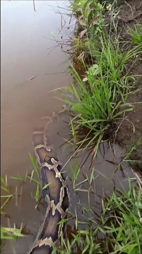“When Indian Python Eats Too Big | Nature’s Raw Moment”#IndianPython #WildlifeShorts #SnakeLife