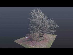 Tree Modeling with Photogrammetry Final
