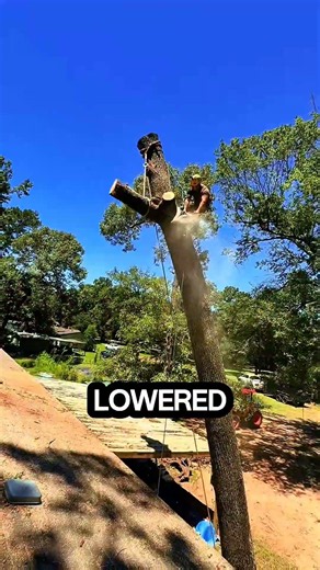 multi-stage cutting carried out by arborists #logging #sawblade #chainsaw #treecutting