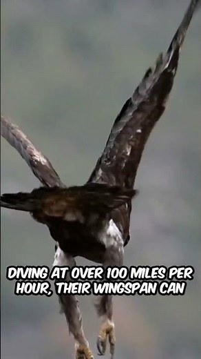 Amazing facts about Eagles