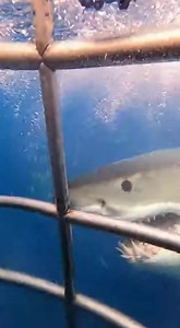 772K views · 6.6K reactions | #sharkattack #oceanlife #scarymoment #wildlife #deepsea #viralvideo #trending #dangerzone #sealife #caughtoncamera #sharks #oceanadventure | Sea Predator Attack | Facebook