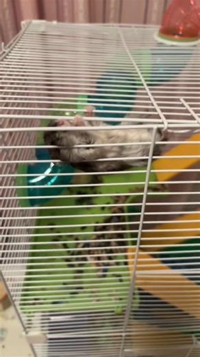 Understanding Hamster Behavior and Survival Instincts