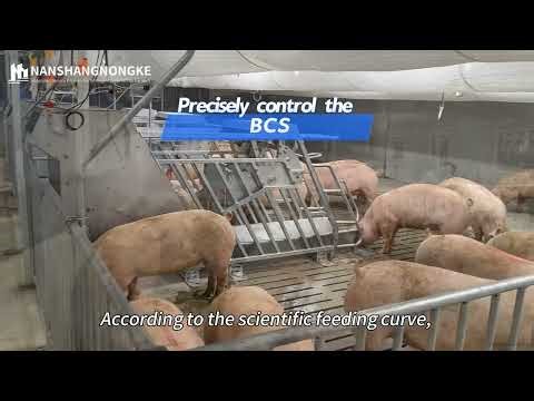 🐷 Electronic Sow Feeder: Smart Feeding for Sows!