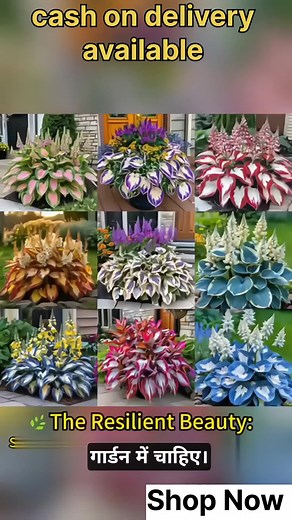 682 reactions · 24 shares | Bring timeless charm to your garden with...