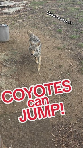 Coyote Jumps for Joy: Adorable Puppy in Action