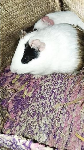 guinea pig funny video#rat#bts #shorts