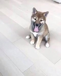 "For me, a house becomes a home when you add one set of four legs, a happy tail, and that indescribable measure of love that we call a dog." ❤️ Haru is a 3 month old Shiba Inu from NYC who is looking for a home on Get Your Pet! "Haru is a sweet girl. She is smart, friendly toward new people, and comfortable with being held. She is really a perfect dog." Haru is good with other dogs and cats, and has just began puppy training! Interested in meeting her or want to know more? Click the link to her 