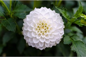 Dahlia Flower Meaning and Symbolism | Flower Glossary