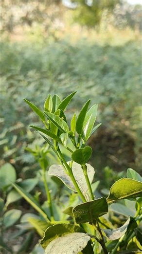 Lemon tree has started getting new leaves #nature #farming #lemonplant #shorts
