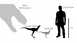 1st of their kind baby tyrannosaur fossils unearthed