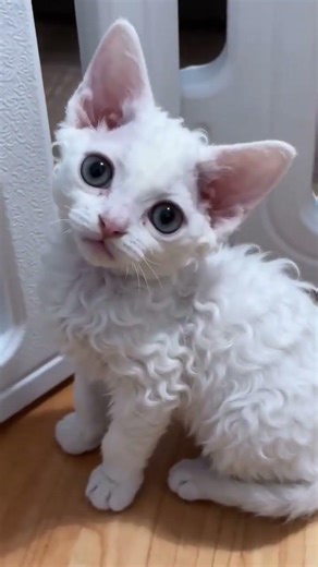 German Curly-haired Cat Steals Hearts! GermanCat CutePet PurrfectMoment