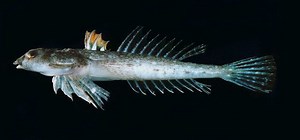 Callionymus - Alchetron, The Free Social Encyclopedia