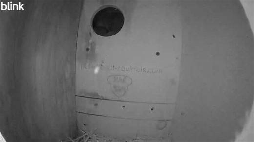 PU, it smells like gray squirrel butt in here! | Nuts About Squirrels & More