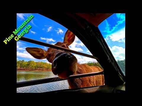 What's it like driving through Wild Animal Safari Park in Pine Mountain Georgia